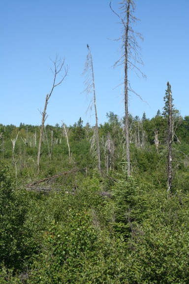 1999Blowdown7_7_2009.jpg