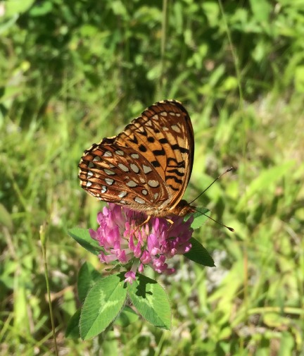 AphroditeFritillary7_26_17.jpg