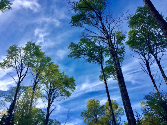 Aspens10_1_17.jpg