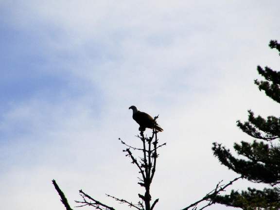 BaldEagle6_12_2009.jpg