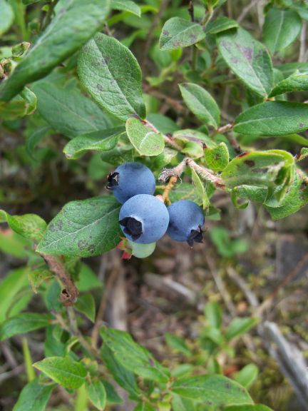 Blueberries8_8_11.JPG