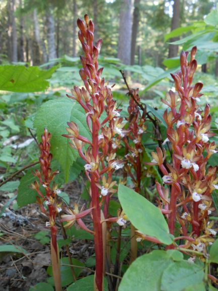 Coralroot_Orchid_7_2_13.jpg