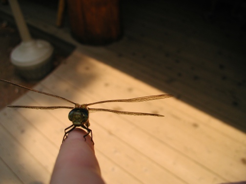 Dragonfly8_2_06.jpg