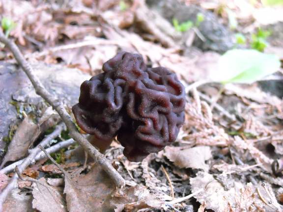 Falsemorel6_9_2009.jpg