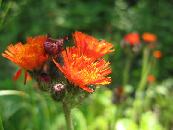 Hawkweed6_24_12.JPG