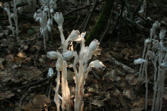 Indianpipe9_24_2009.jpg