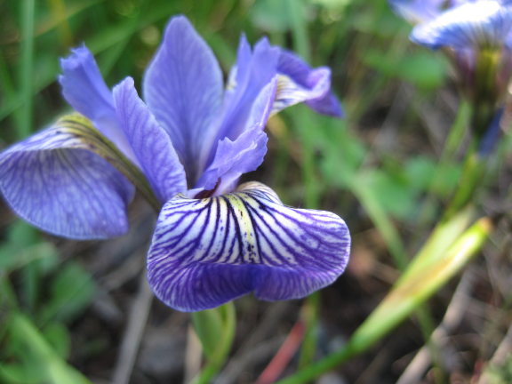 Iris6_24_12.JPG