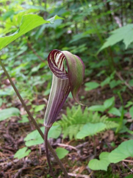 JackInThePulpit6_24_11.JPG