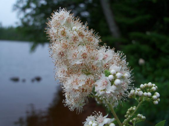 Meadowsweet7_20_11.JPG