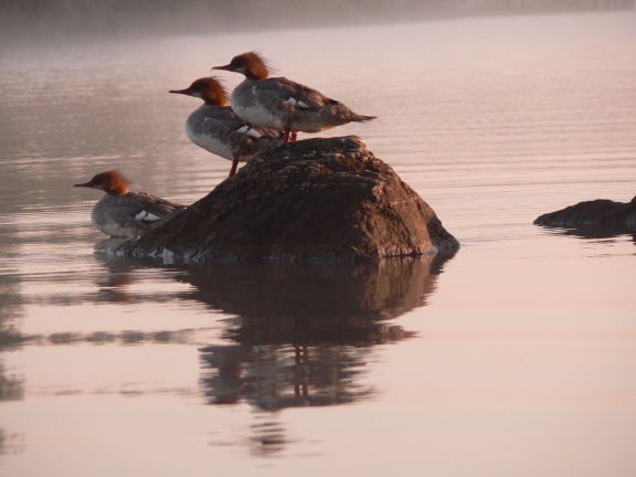 Mergansers.jpg