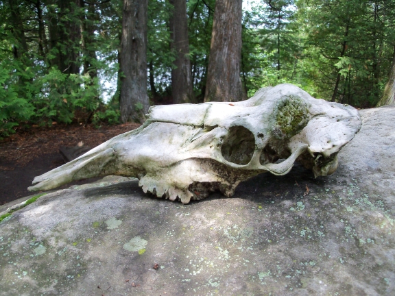 MooseSkull8_23_16.jpg