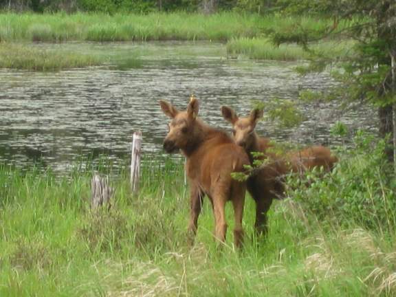 Moosecalves6_23_2009.jpg