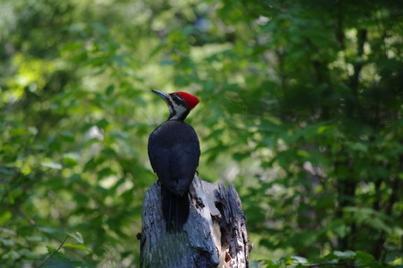 Pileated7_2_11.jpg