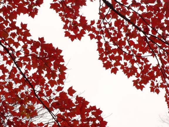 Redleaves9_30_2007.jpg