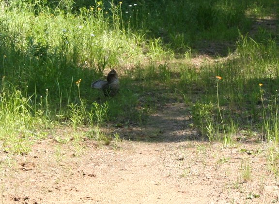 Ruffedgrouse7_7_2009.jpg