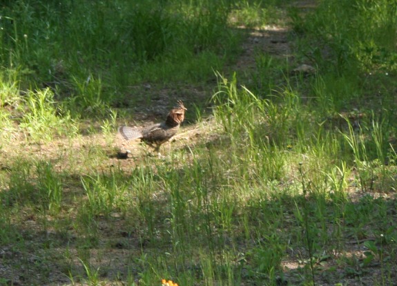 Runninggrouse7_7_2009.jpg