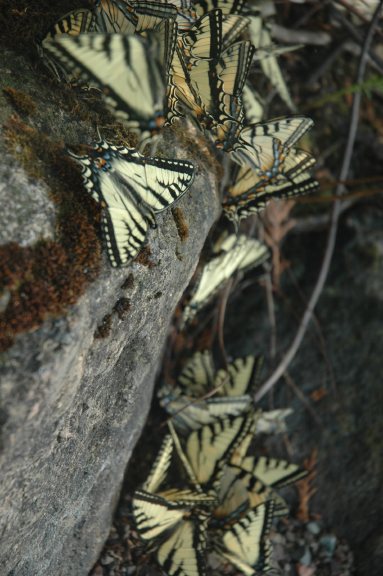 Swallowtails1.jpg