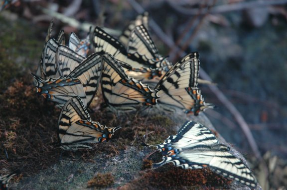 Swallowtails2.jpg