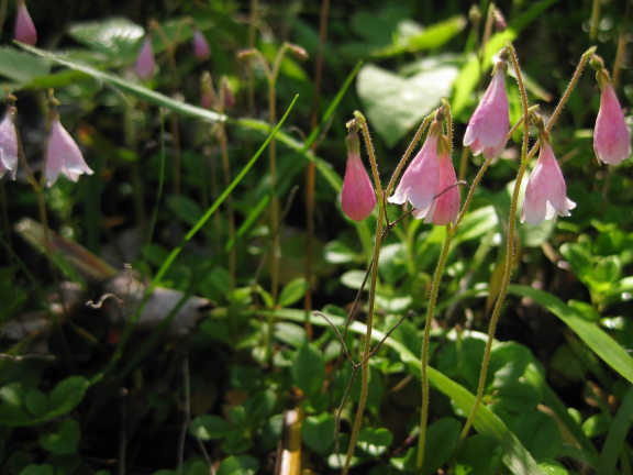 Twinflower6_24_12.JPG