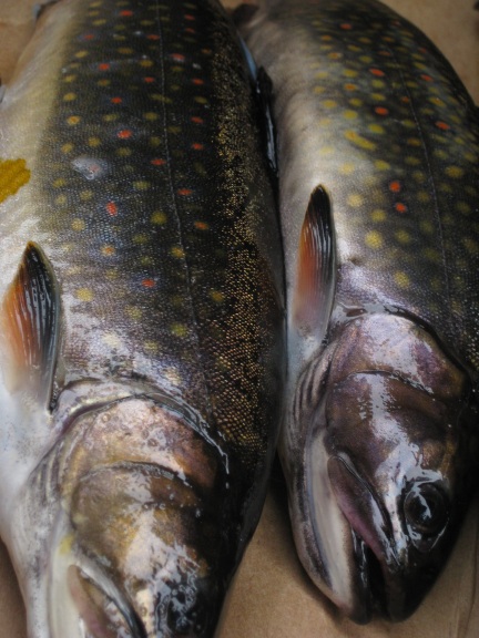 Twotrout6_30_2009.jpg