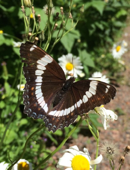 WhiteAdmiral7_26_17.jpg