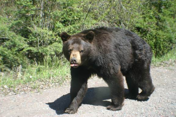 bear6_1_09.jpg