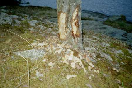 beavertree5_24_05.JPG