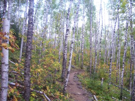 birches9_18_06.jpg