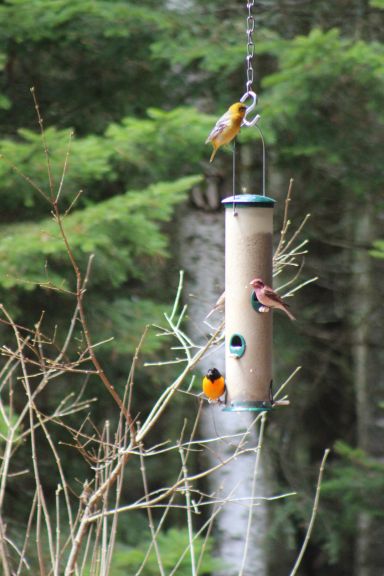 birdfeeder5_21_14.jpg