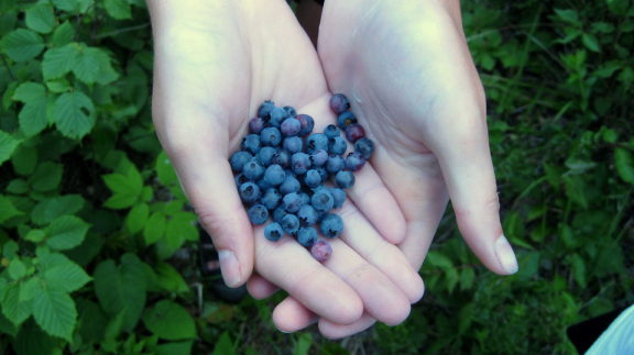 blueberries07_14_2010.jpg