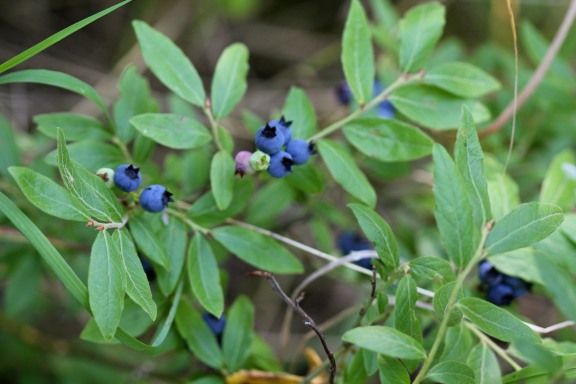 blueberries7_23_16.jpg