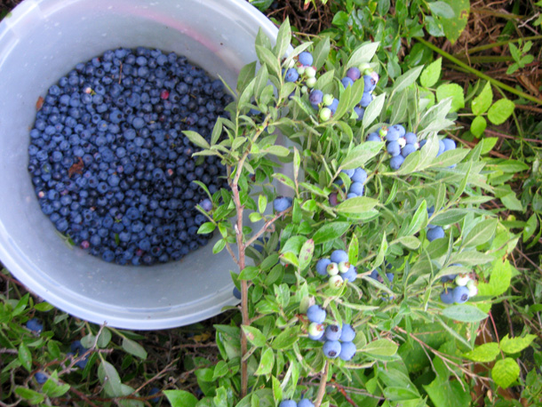 blueberries8_17_09.jpg