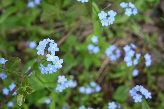 blueflower6_10_2008.jpg