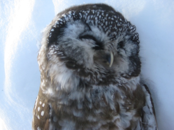 borealowl2_20_13.jpg