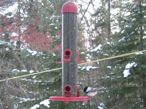 chickadee2.jpg