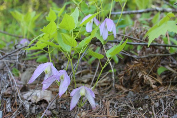 clematis_6_14_14.jpg