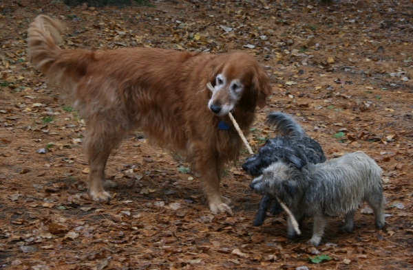 dogs_10-29-08.jpg