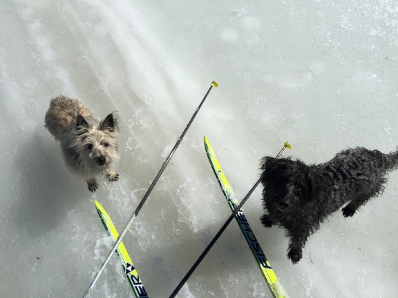 dogs_ski_4_11_15.jpg