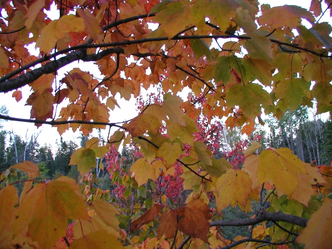 falltree09_09_05.jpg