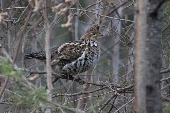 femalegrouse5_19_14.jpg