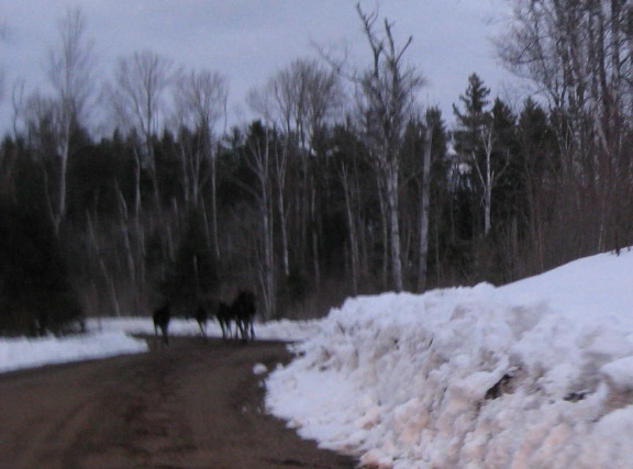 fivemoose4_9_09.jpg