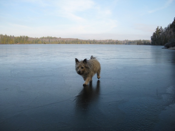 icedogs3_11_21_09.jpg