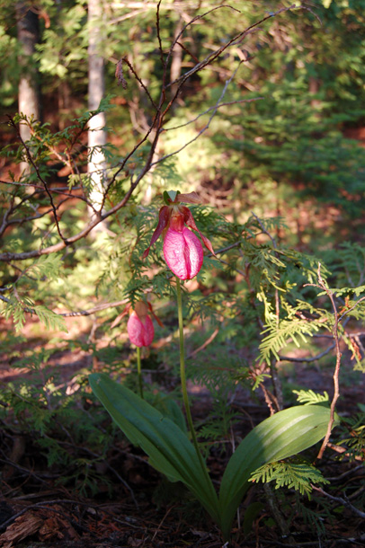 lady_slipper.jpg