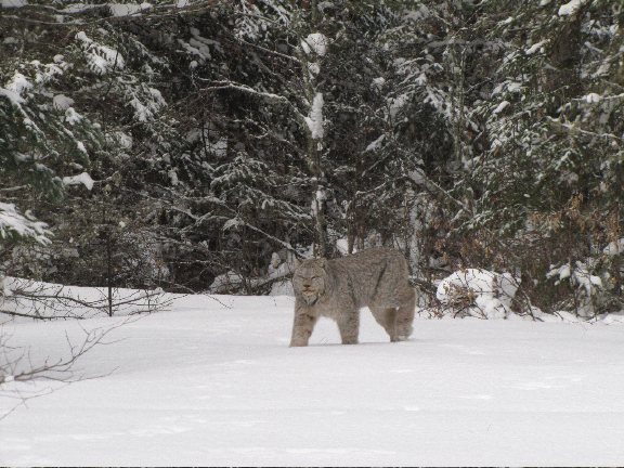 lynx3_7_2012.jpg