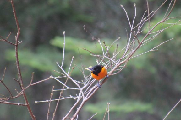 maleoriole5_21_14.jpg