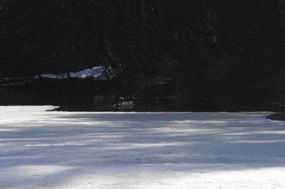 mergansers5_2_13.jpg