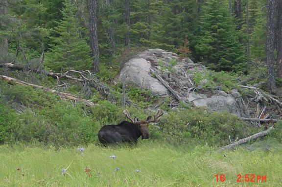 moose4_17_08.JPG