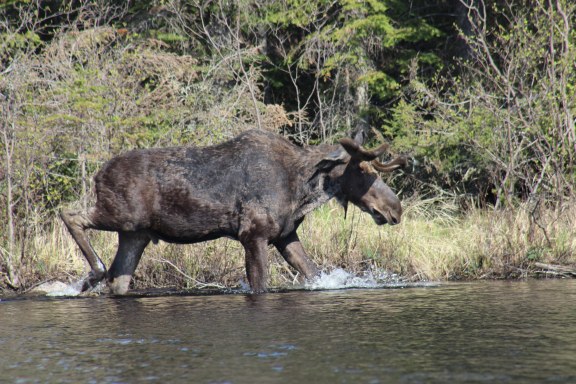 moose5_31_2015.jpg