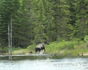 moose6_23_15.jpg