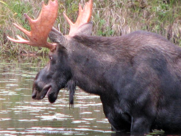 moose9_15_10.jpg